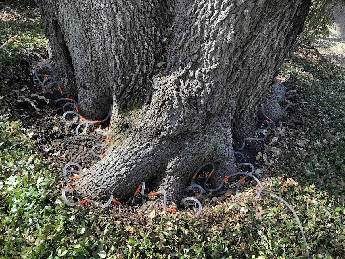 Detailed Tree Cabling and Bracing job site in Forsyth
