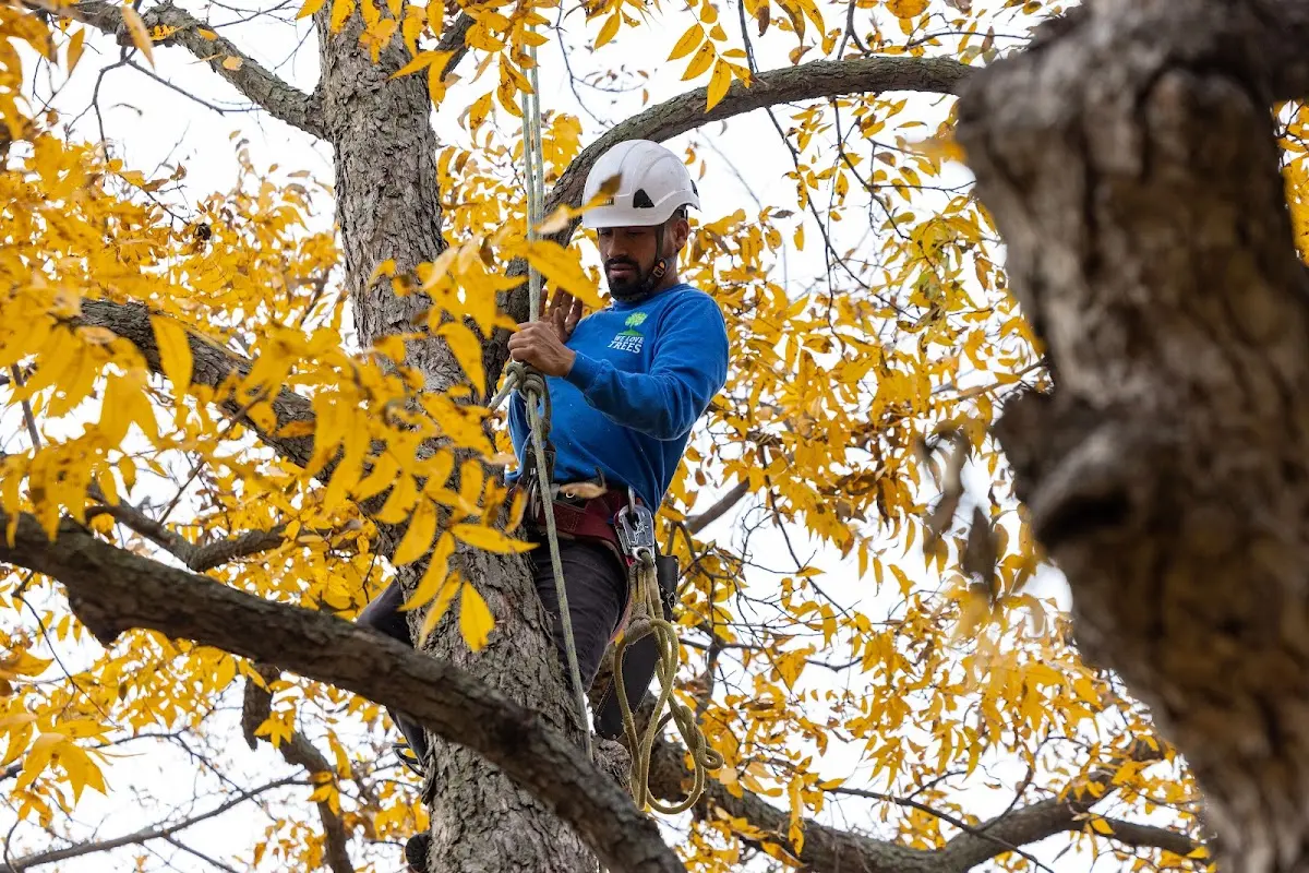 Skilled Tree Disease Treatment crew working in Forsyth